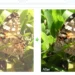 Daftar Tool AI untuk Memperbaiki Foto Ngeblur, Hasil Jernih Seketika